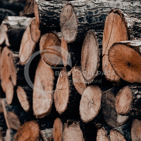 Stère de Chataignier