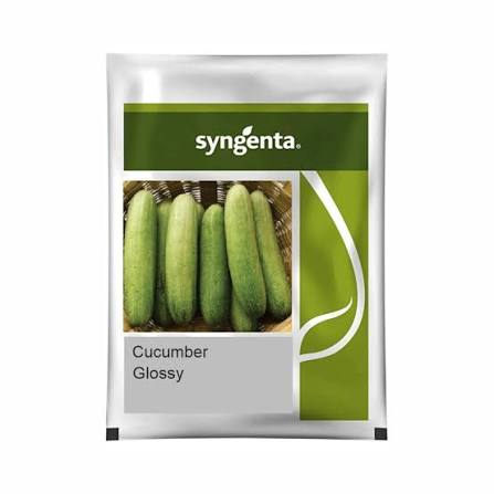 Cucumber Glossy Seeds