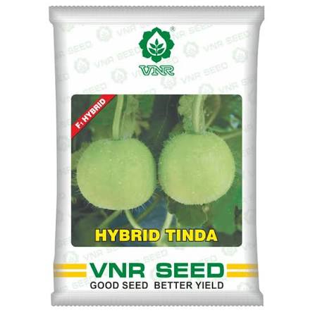 Hybrid Tinda Seeds