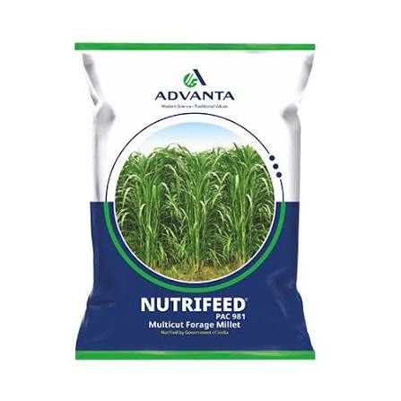 NUTRIFEED PAC 981 Multicut Forage Millet Seeds