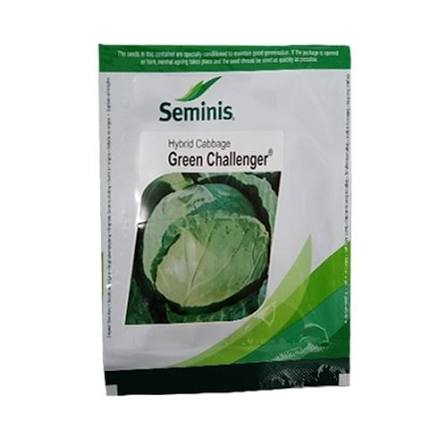 Hybrid Cabbage Green Challenger Seeds