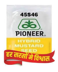 Pioneer Hybrid Mustard Seed 45S46