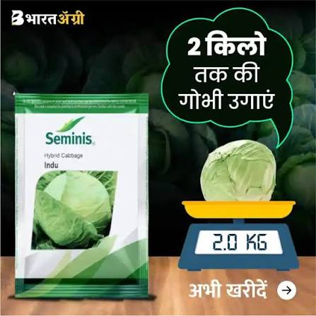 Seminis Hybrid Cabbage Seeds