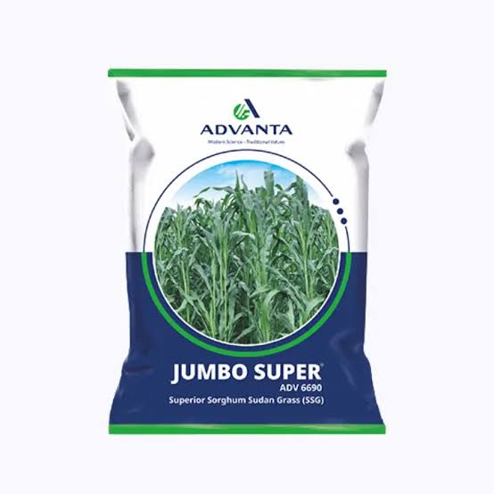 Jumbo Super ADV 6690 Superior Sorghum Sudan Grass (SSG)