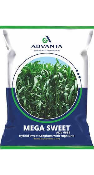 Advanta Mega Sweet Hybrid Sweet Sorghum Seeds