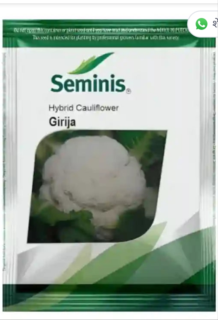Seminis Hybrid Cauliflower Girija Seeds