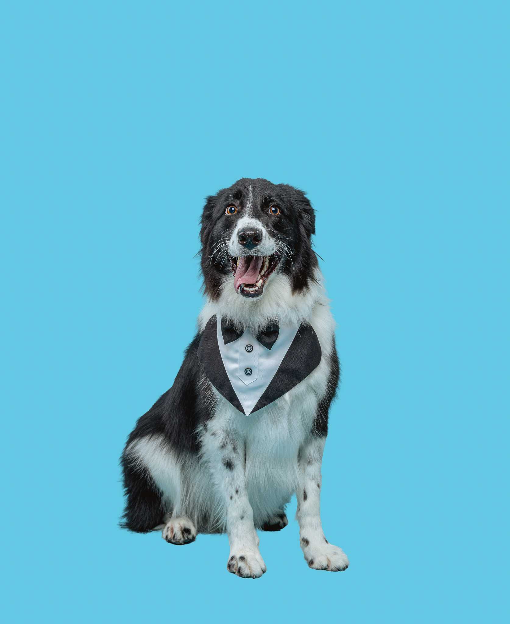 Fotos de Mascotas