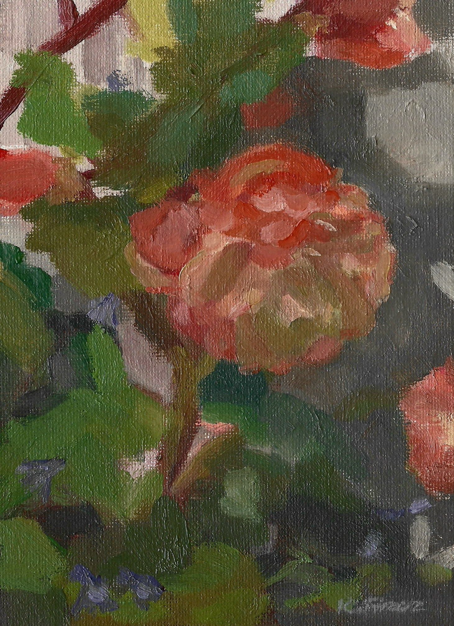 Begonia