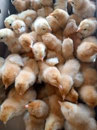 Poussins Chair Roux