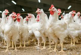 Poulets fermiers
