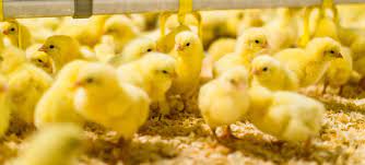 Poussins d'un jour