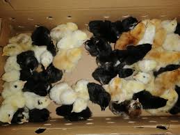 Poussins de race hybride