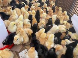 Poussins Kuroiler