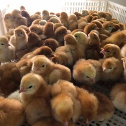 Poussins Pondeuse