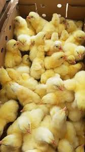 Poussins Coquelet