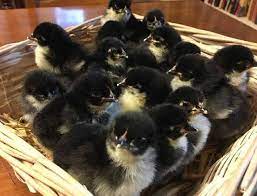 Poussins Coquelet Noir