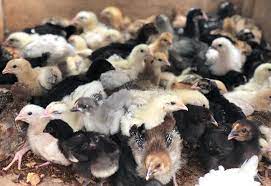 Poussins Hybride