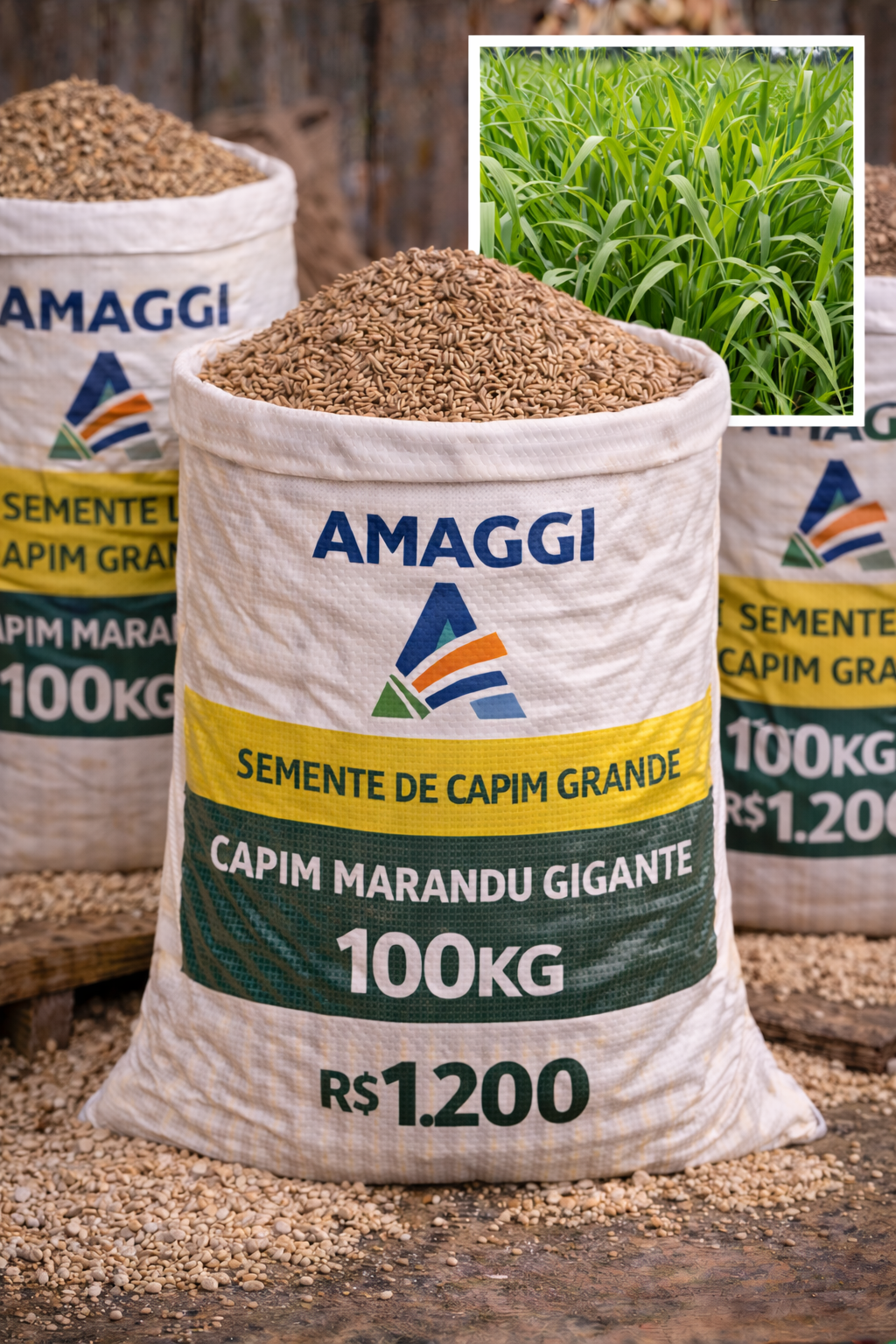 Semente de Capim Marandu Gigante