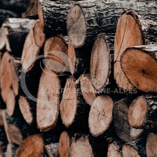 Stère de Chataignier