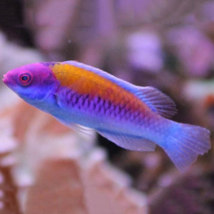 Orange back fairy wrasse