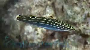 Hector goby