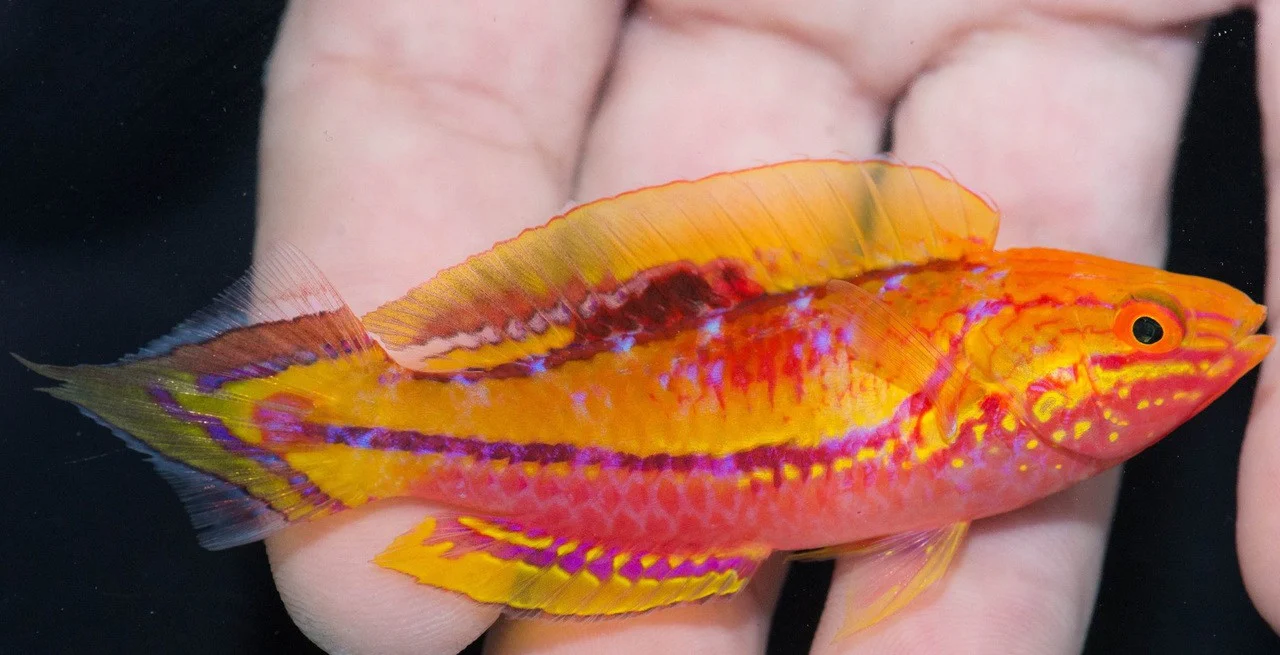 Pin tail wrasse
