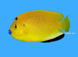 flagfin angelfish