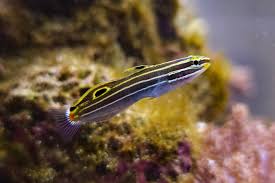 Hector goby