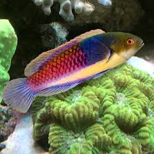 Blue sided wrasse