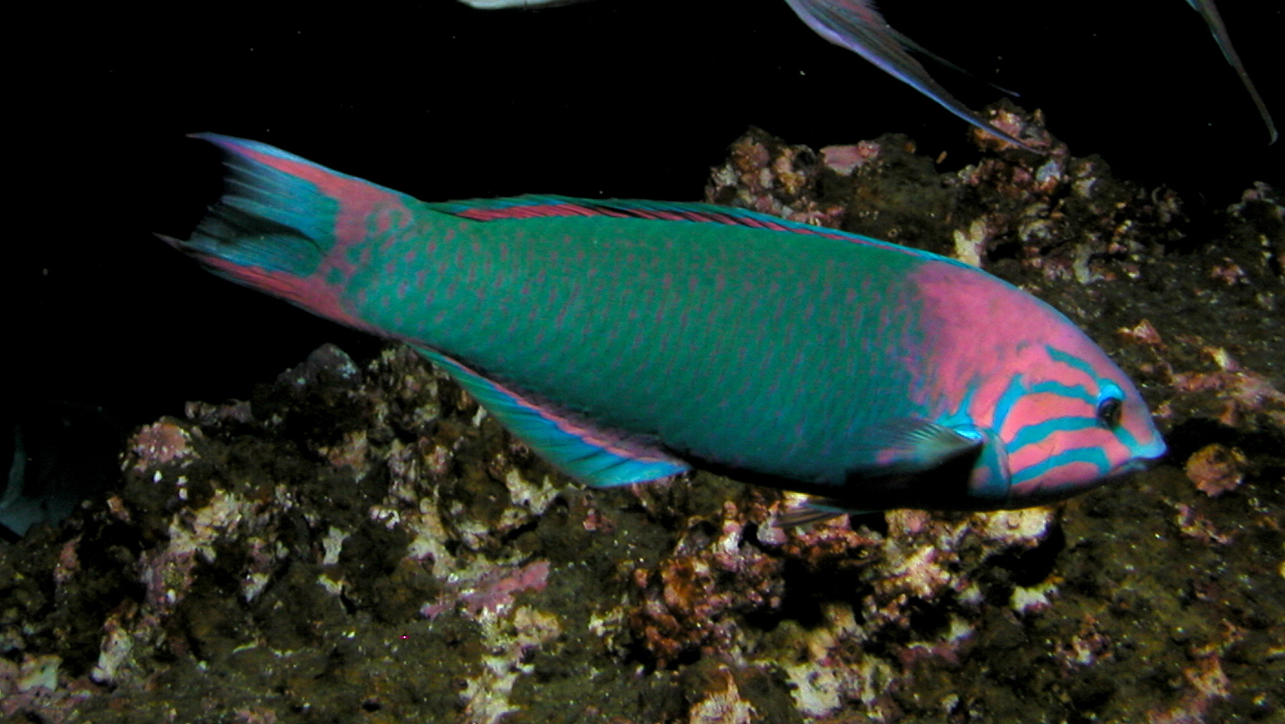 Sunset wrasse