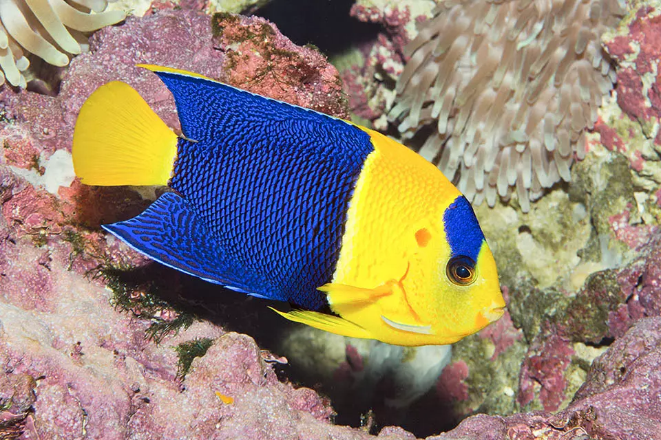 bicolor angelfish