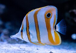 Copperband Butterflyfish