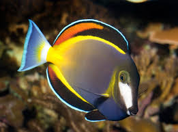 powder brown tang