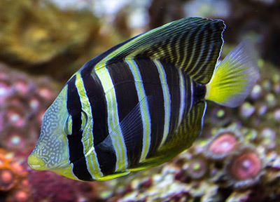 pacific Sailfin Tang Fish