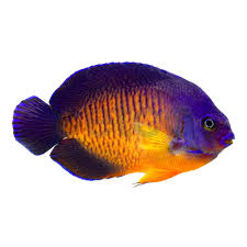  coral beauty angelfish