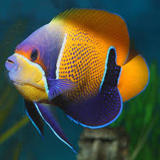 majestic angelfish