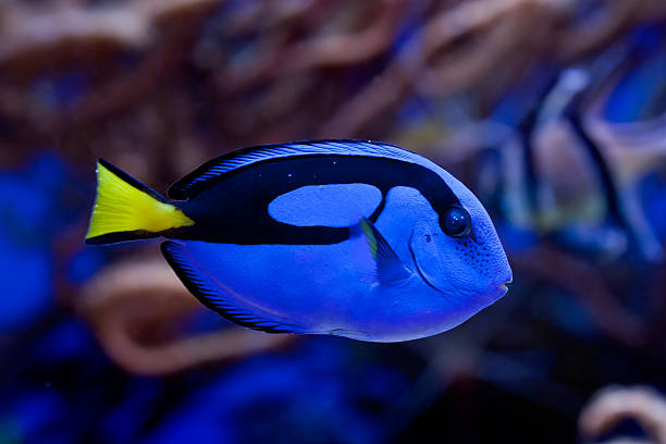 Blue Tang Fish