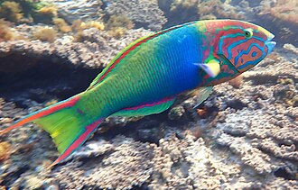 Sunset wrasse