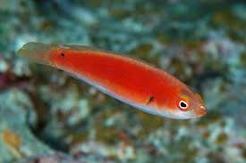 Katherine wrasse