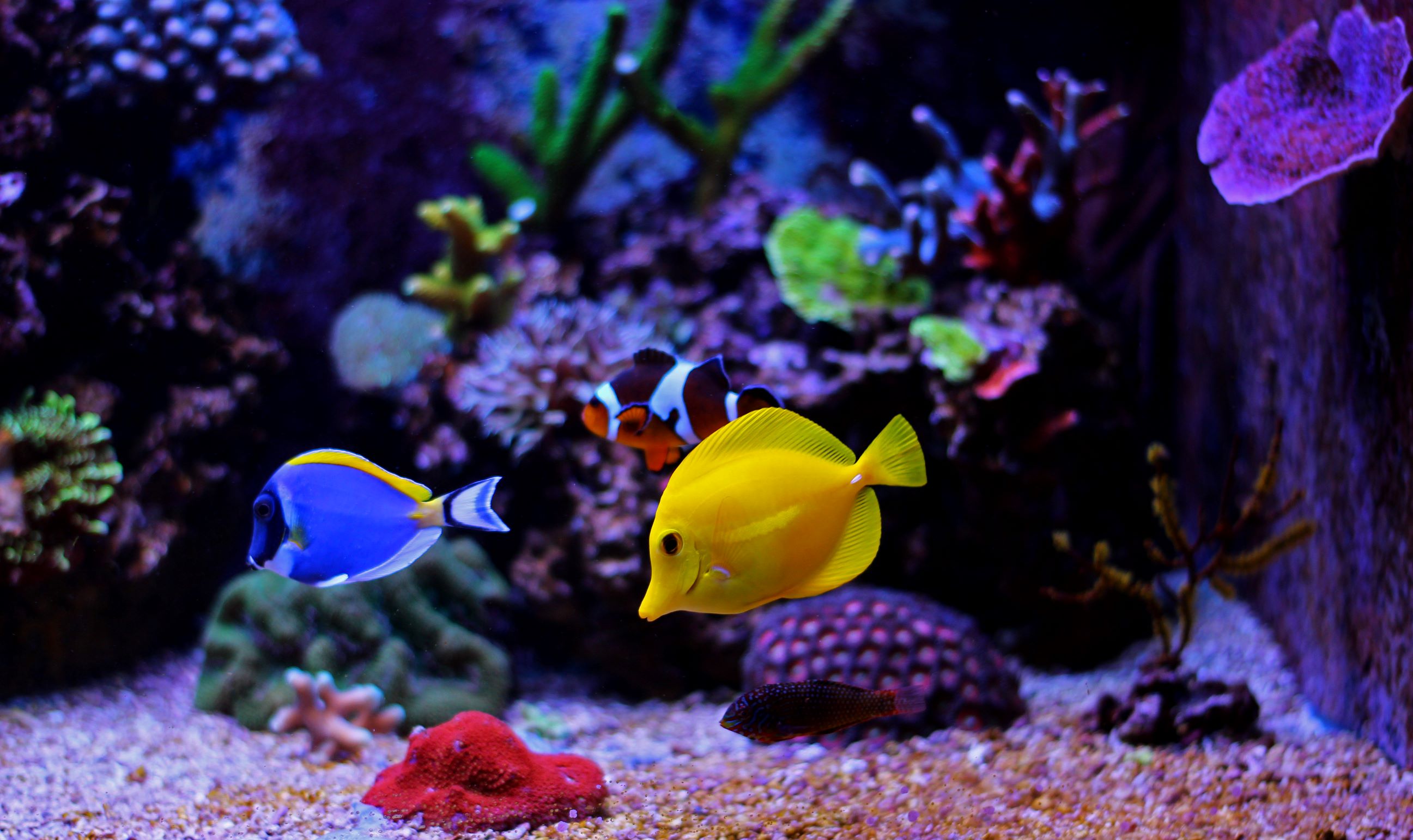 Yellow Tang