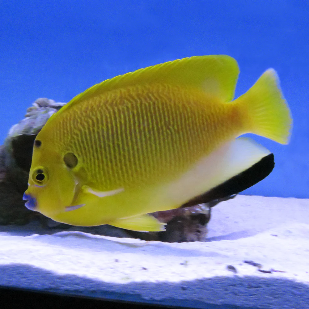 flagfin angelfish