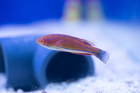 Carpenter fairy wrasse