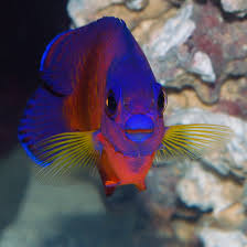  coral beauty angelfish