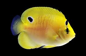 flagfin angelfish