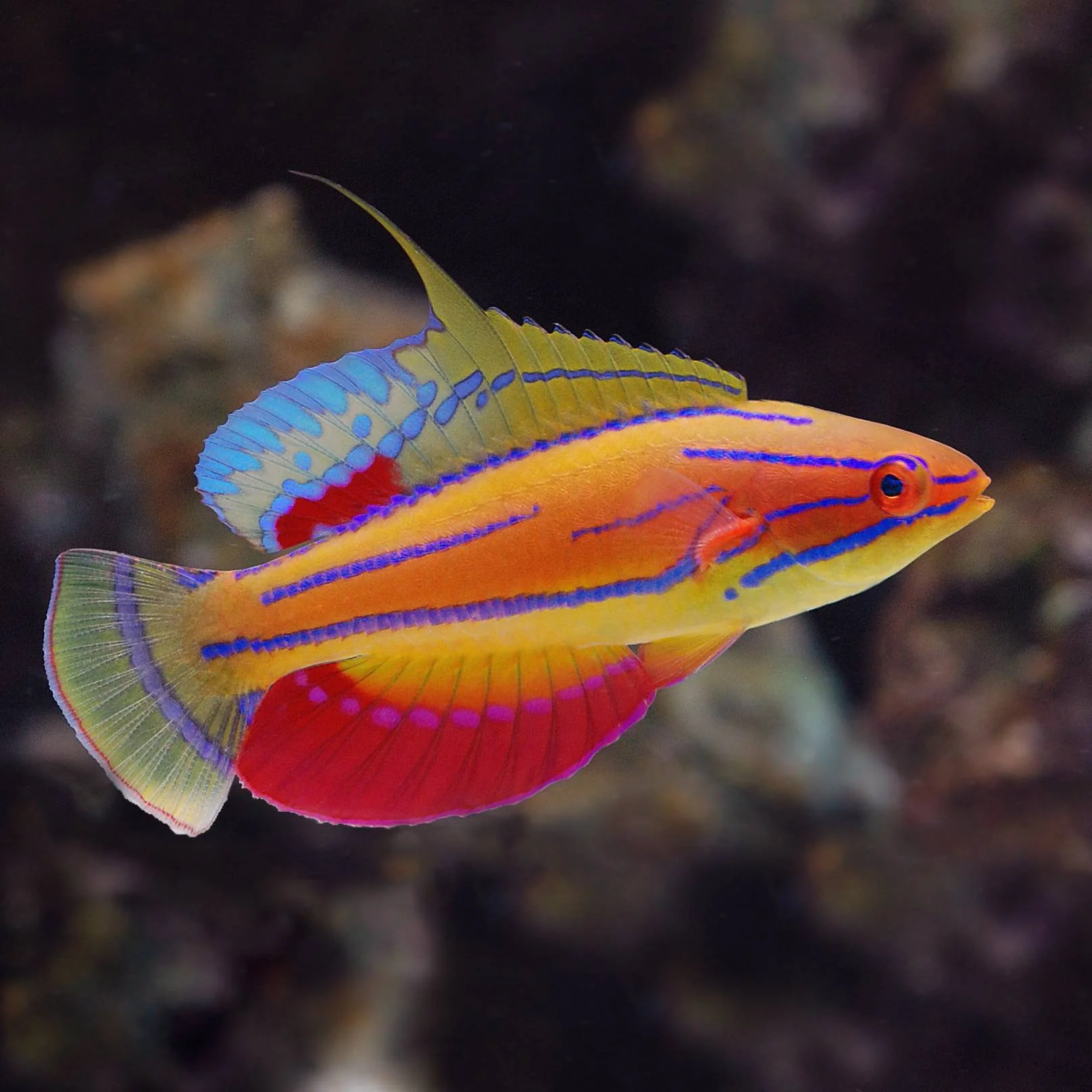 Carpenter fairy wrasse