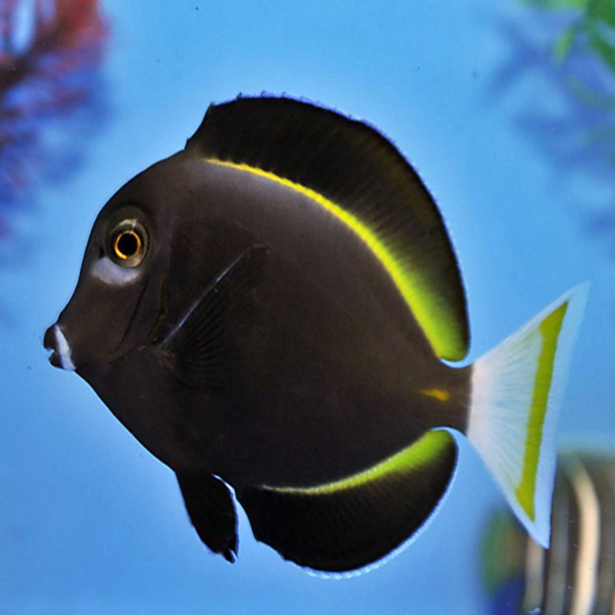 Powder Black Tang Fish