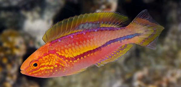 Pin tail wrasse