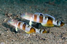 Tiger reef goby