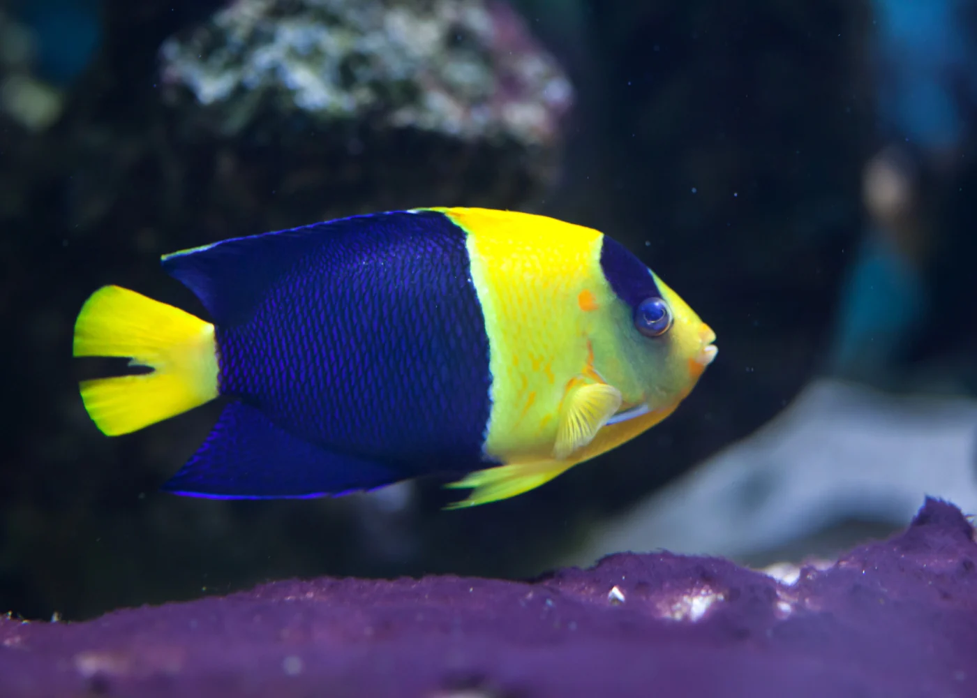 bicolor angelfish