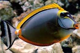lipstick naso tang